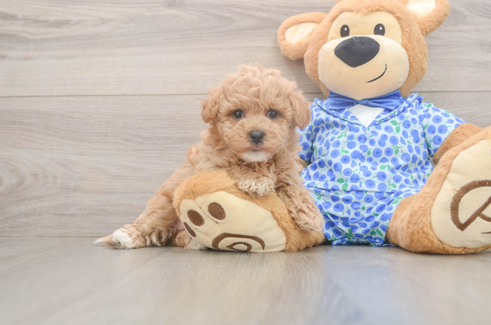 6 week old Maltipoo Puppy For Sale - Simply Southern Pups