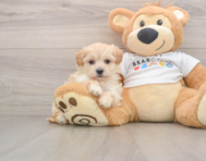 7 week old Maltipoo Puppy For Sale - Simply Southern Pups
