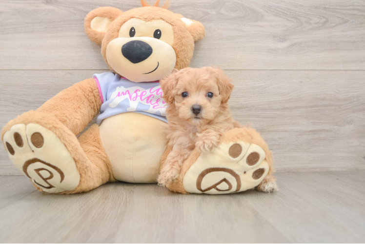 Best Maltipoo Baby