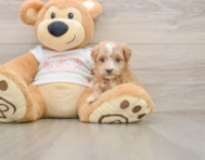 7 week old Maltipoo Puppy For Sale - Simply Southern Pups