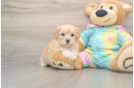 Funny Maltipoo Poodle Mix Pup
