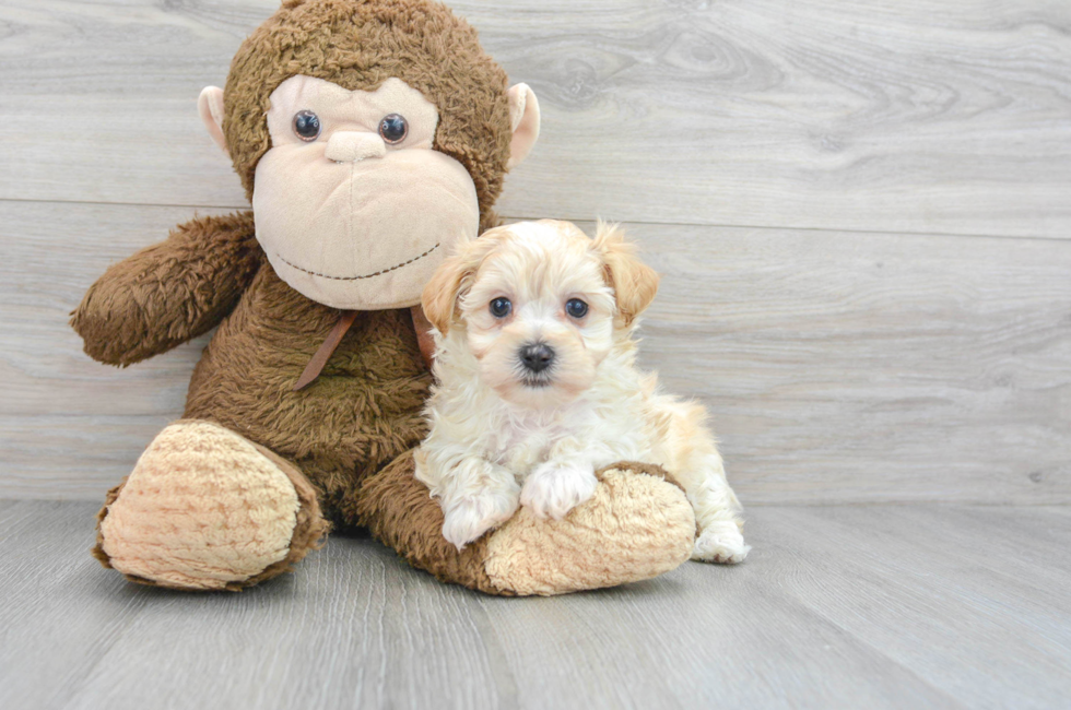 6 week old Maltipoo Puppy For Sale - Simply Southern Pups