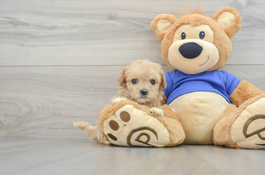 Maltipoo Pup Being Cute