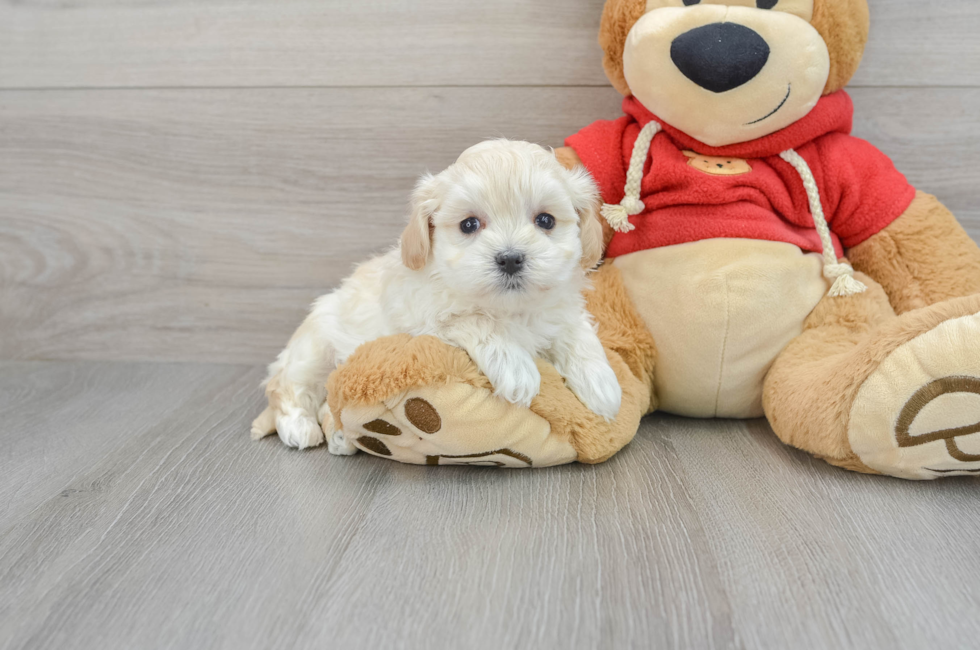 6 week old Maltipoo Puppy For Sale - Simply Southern Pups