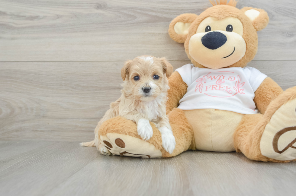 5 week old Maltipoo Puppy For Sale - Simply Southern Pups