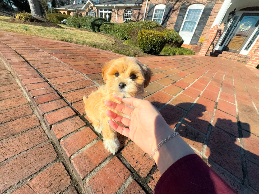 Best Maltipoo Baby