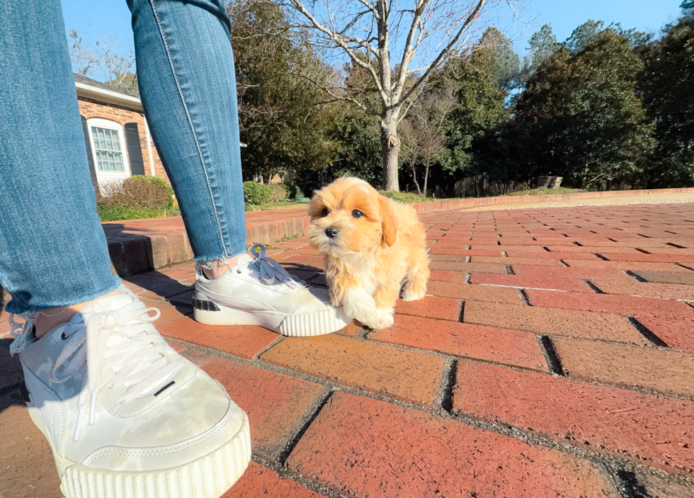 Best Maltipoo Baby