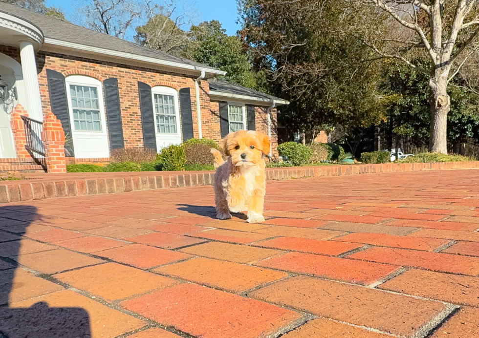 Cute Maltipoo Poodle Mix Pup