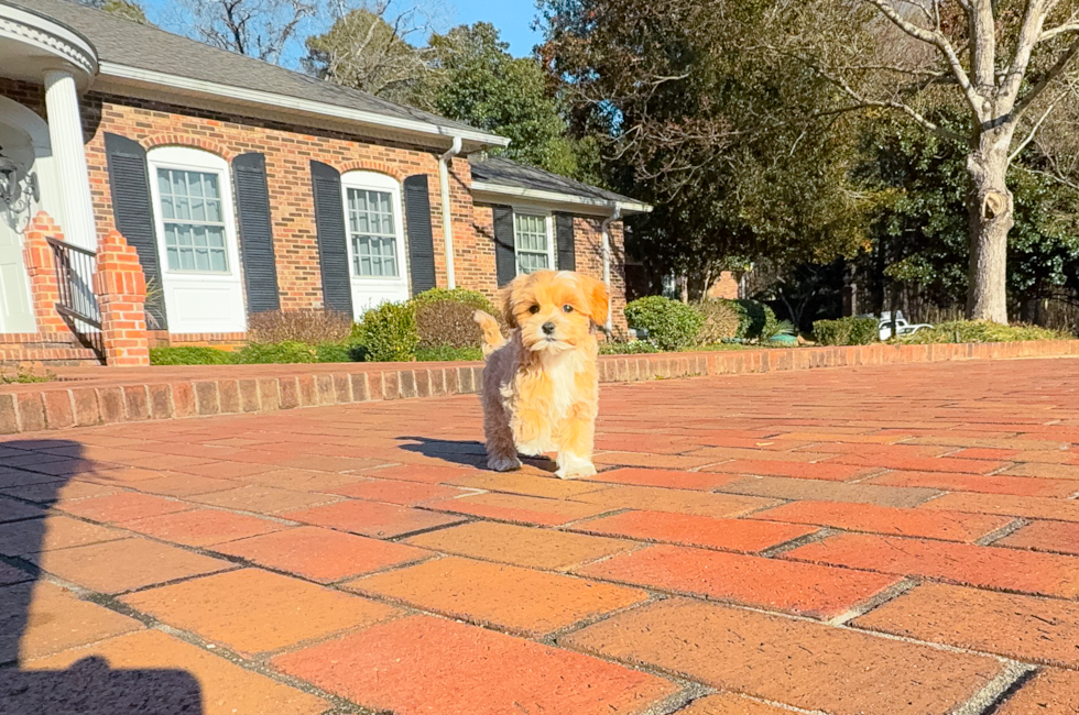 9 week old Maltipoo Puppy For Sale - Simply Southern Pups