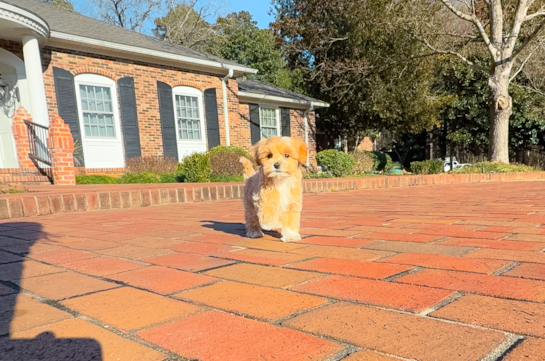 Cute Maltipoo Poodle Mix Pup