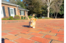 Cute Maltipoo Poodle Mix Pup