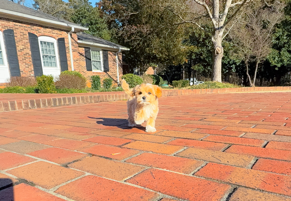 Cute Maltipoo Poodle Mix Pup