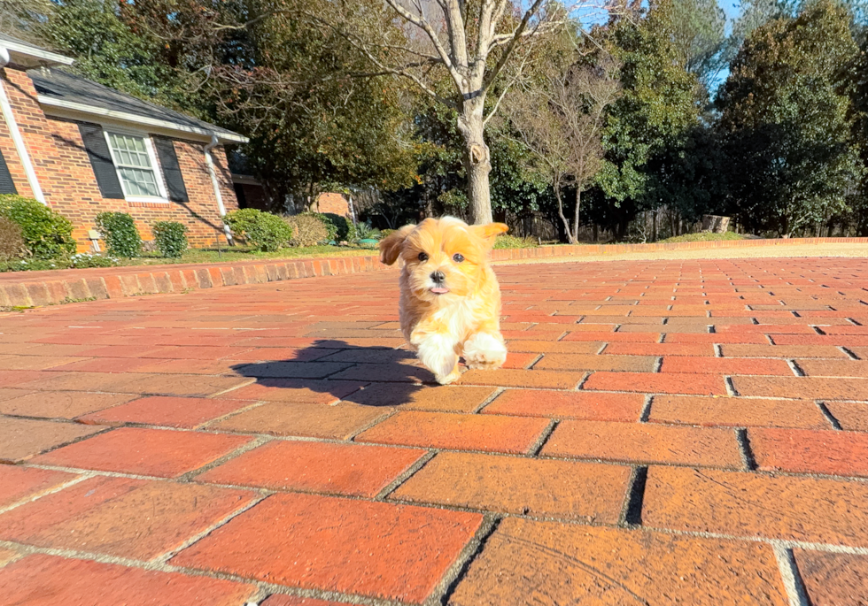 Maltipoo Puppy for Adoption