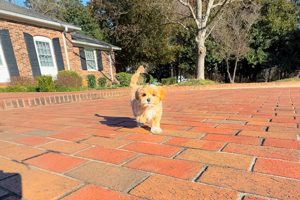 Maltipoo Puppy for Adoption