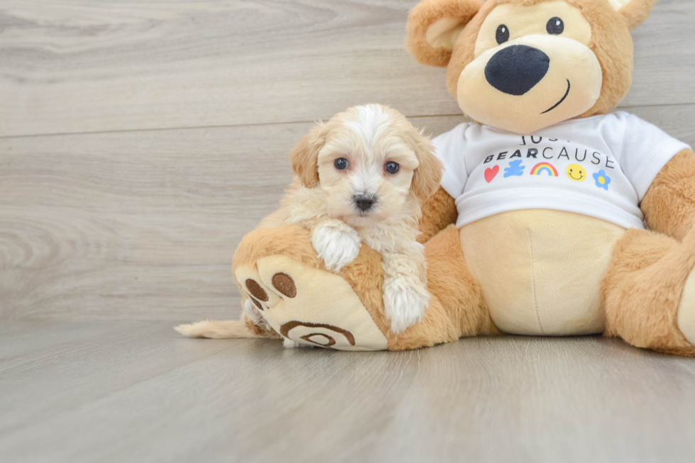 Happy Maltipoo Baby