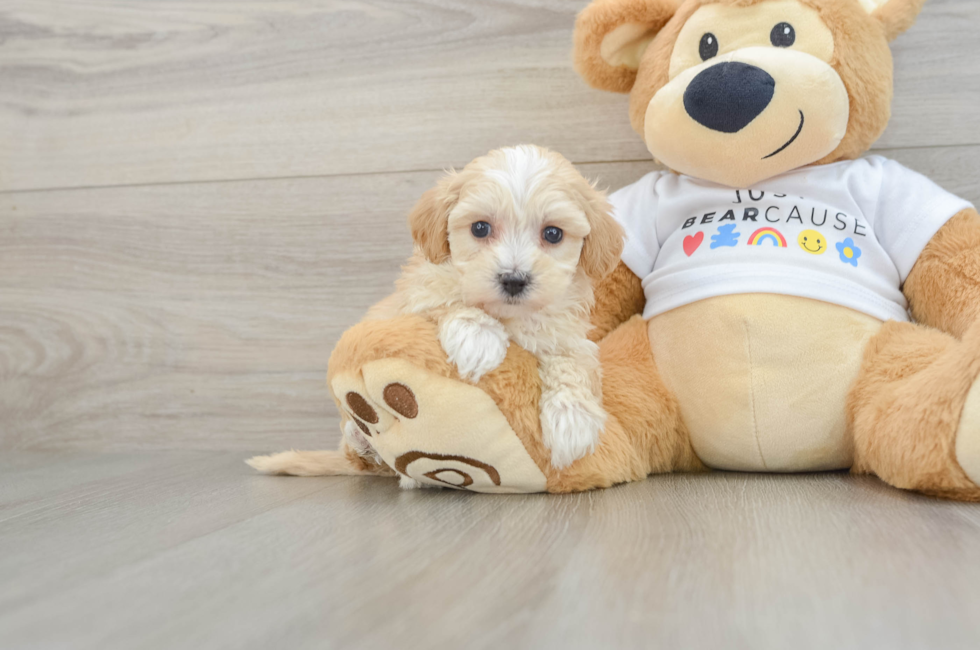 6 week old Maltipoo Puppy For Sale - Simply Southern Pups
