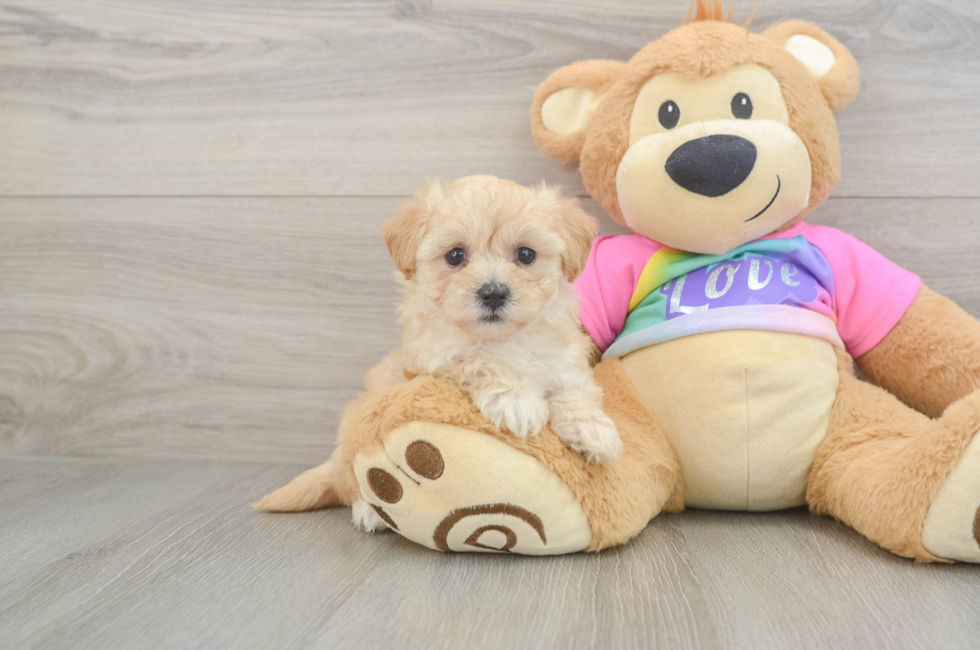 5 week old Maltipoo Puppy For Sale - Simply Southern Pups