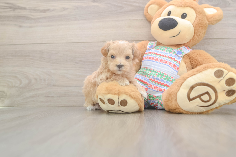 5 week old Maltipoo Puppy For Sale - Simply Southern Pups