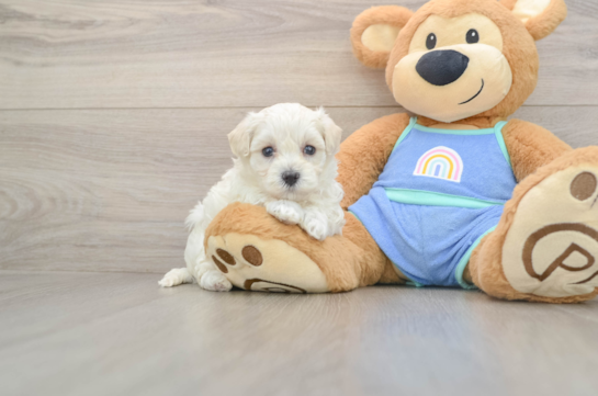 Best Maltipoo Baby