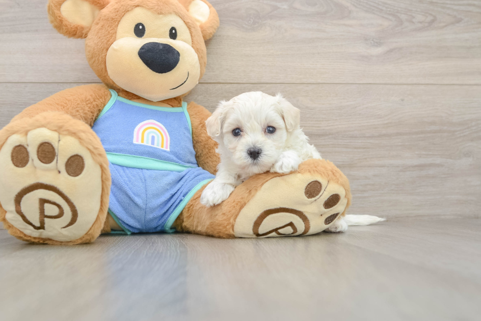 Funny Maltipoo Poodle Mix Pup