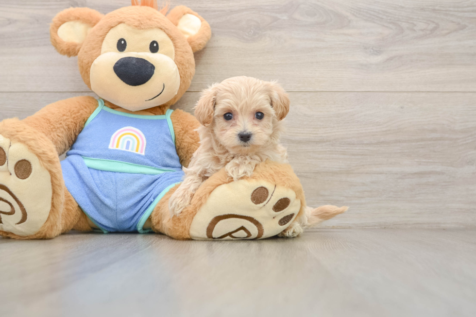 Smart Maltipoo Poodle Mix Pup