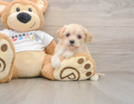 7 week old Maltipoo Puppy For Sale - Simply Southern Pups