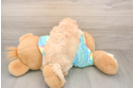 Best Maltipoo Baby