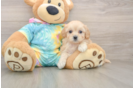 Friendly Maltipoo Baby
