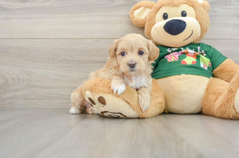 5 week old Maltipoo Puppy For Sale - Simply Southern Pups