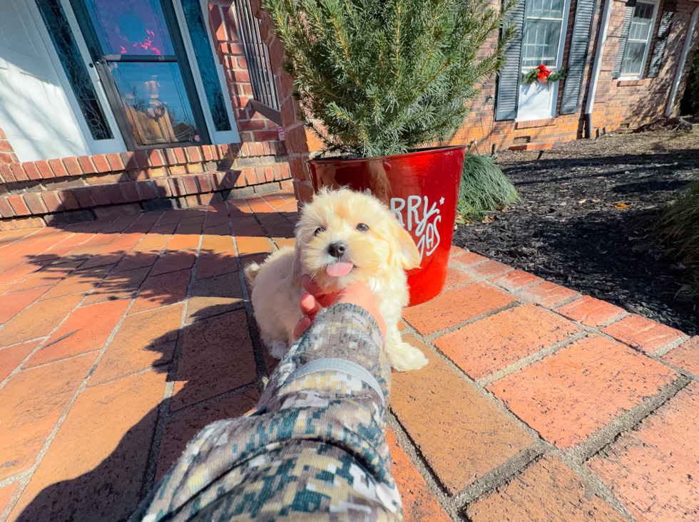 Cute Malt a Poo Poodle Mix Puppy