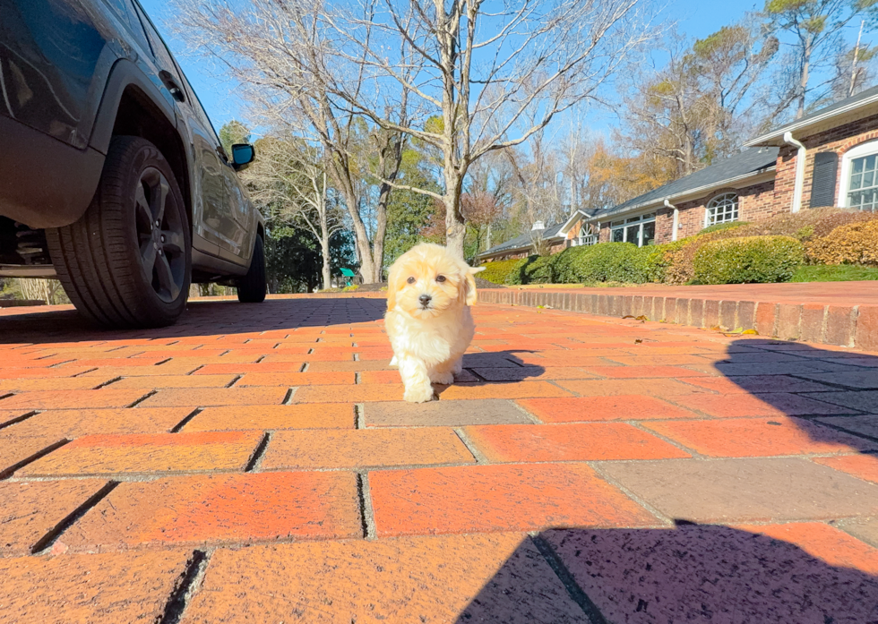 Cute Malt a Poo Poodle Mix Puppy