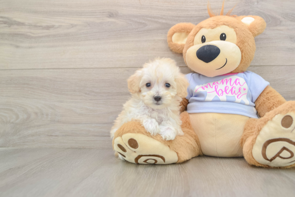 Maltipoo Pup Being Cute