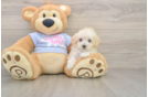 Small Maltipoo Baby