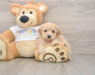 7 week old Maltipoo Puppy For Sale - Simply Southern Pups