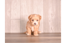 Maltipoo Puppy for Adoption