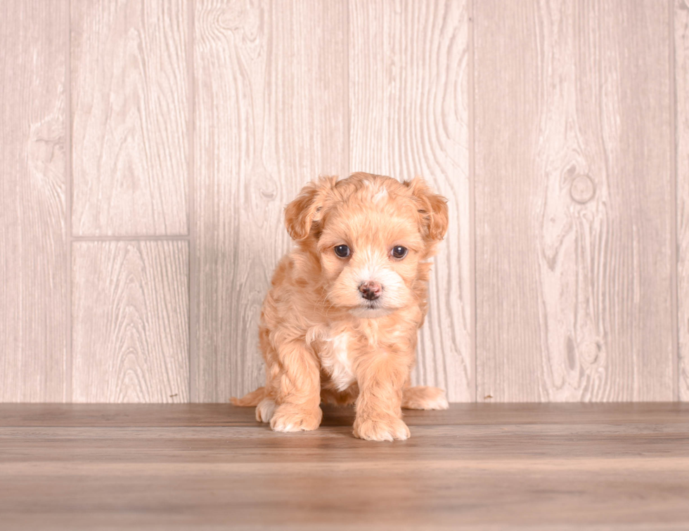 Maltipoo Puppy for Adoption