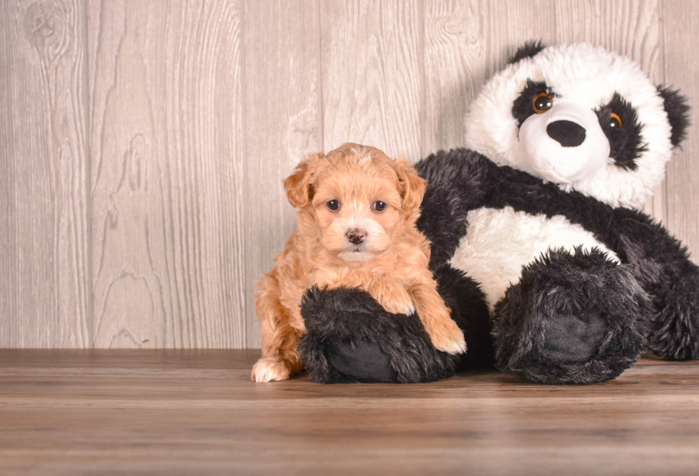 Cute Maltipoo Poodle Mix Pup