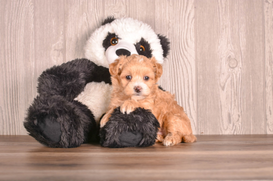 Maltipoo Puppy for Adoption