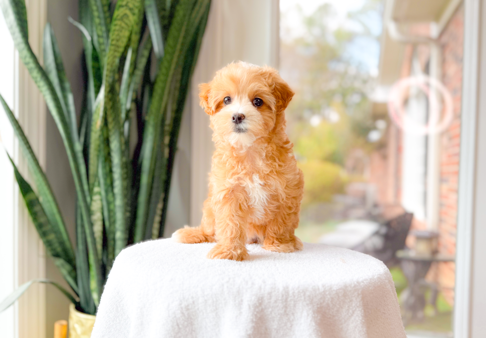 Cute Maltipoo Poodle Mix Pup
