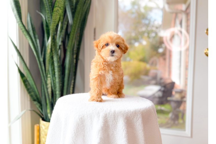 Maltipoo Pup Being Cute