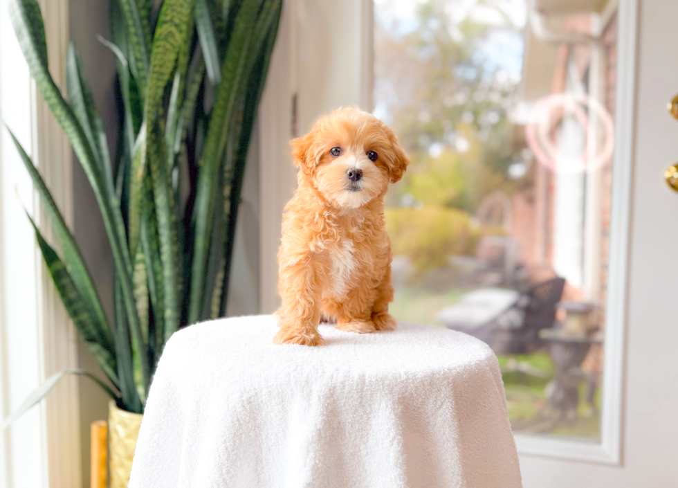 Maltipoo Pup Being Cute