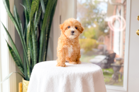 Maltipoo Pup Being Cute
