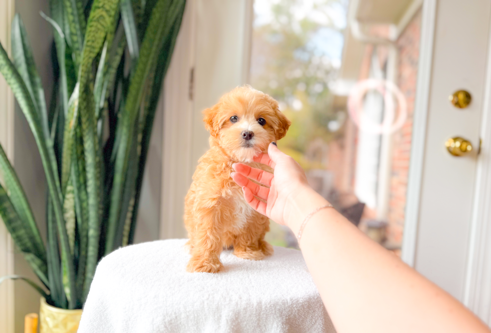 Cute Maltipoo Baby