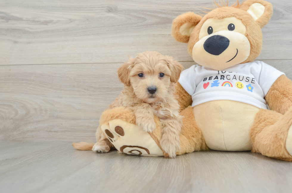 6 week old Maltipoo Puppy For Sale - Simply Southern Pups