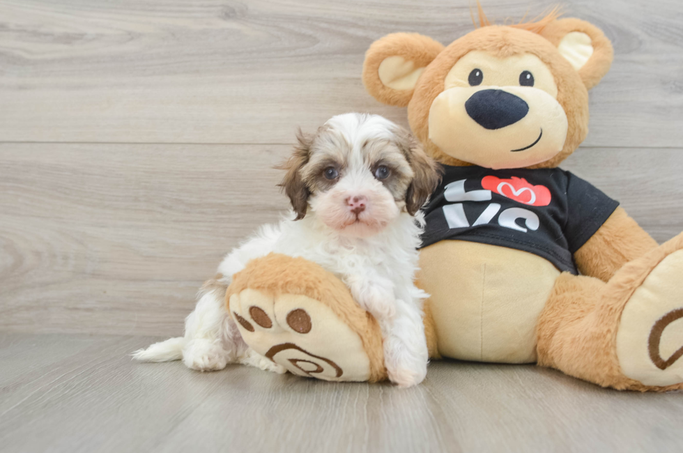 6 week old Maltipoo Puppy For Sale - Simply Southern Pups