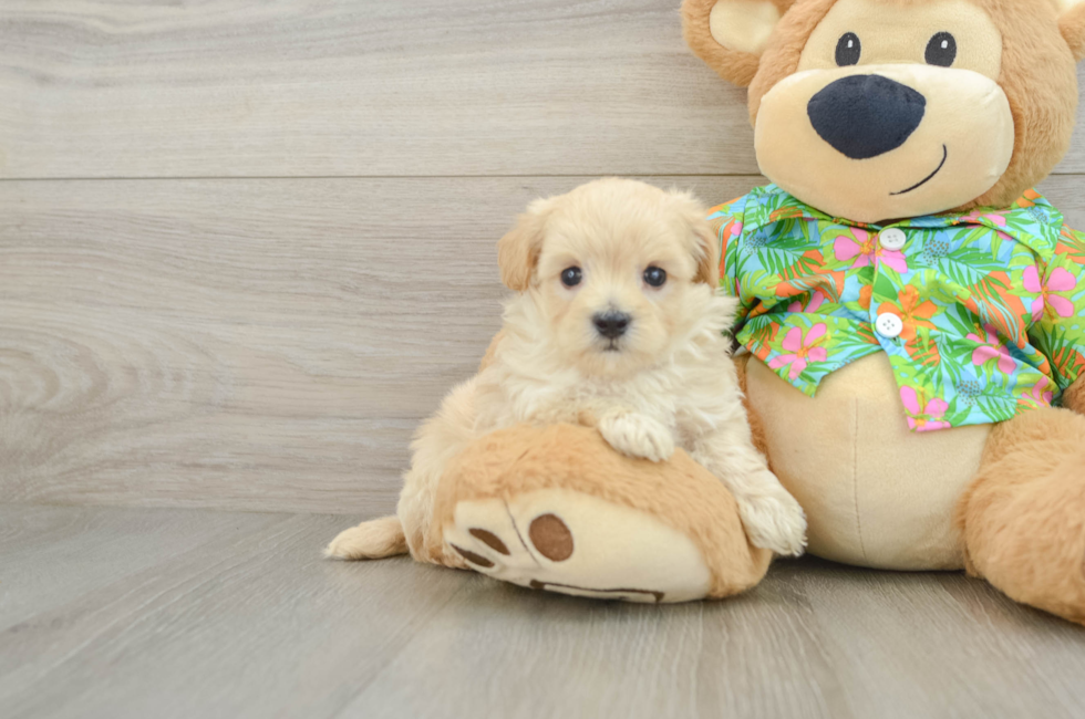 5 week old Maltipoo Puppy For Sale - Simply Southern Pups