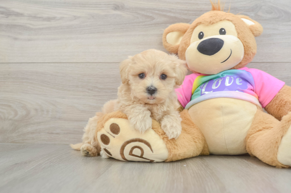 5 week old Maltipoo Puppy For Sale - Simply Southern Pups