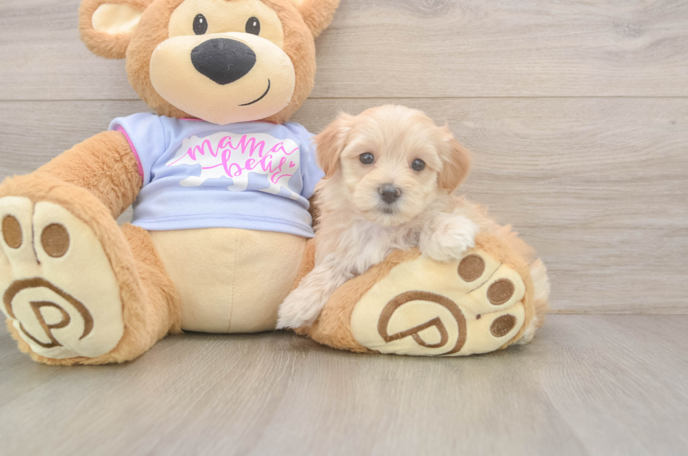 5 week old Maltipoo Puppy For Sale - Simply Southern Pups