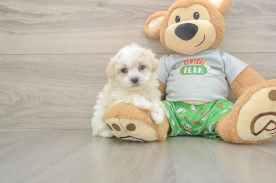 5 week old Maltipoo Puppy For Sale - Simply Southern Pups Adorable Malt a Poo Poodle Mix Puppy