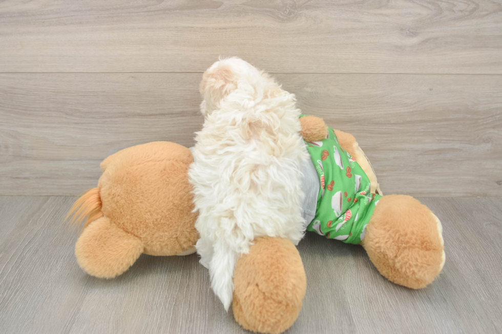 Funny Maltipoo Poodle Mix Pup